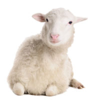 LWR Sheep