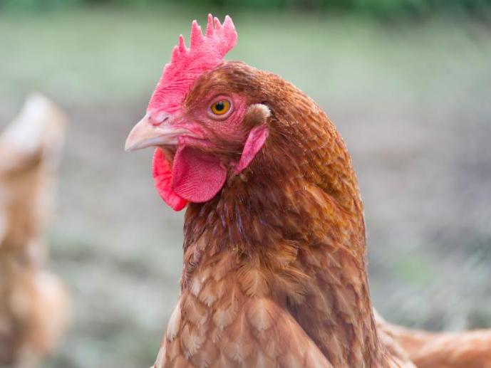 Brown Hen