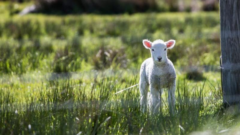 Lamb