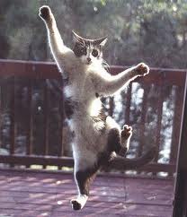 Cat on Screen Door