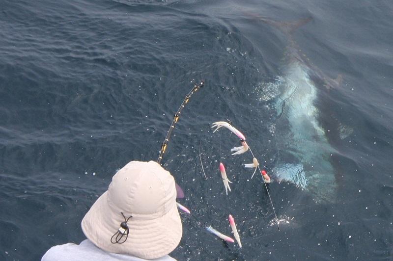 Jersey Shore Fishing Canyon lights up with tuna