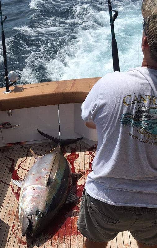 Jersey Shore Fishing Canyon tuna turning on