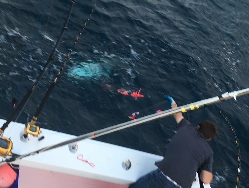 Jersey Shore Fishing Red hot tuna fishing
