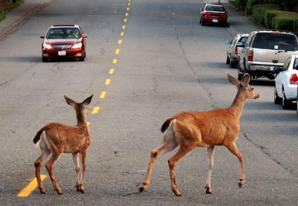 deer