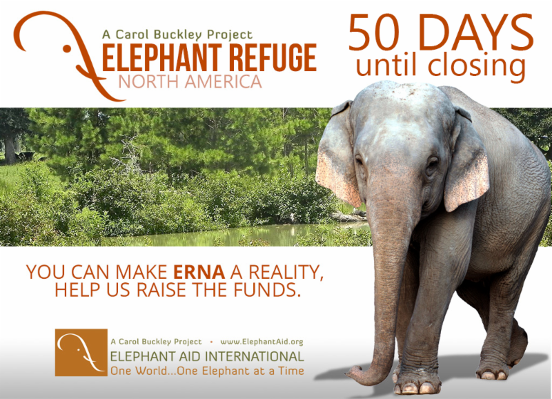 What Elephant Refuge North America Means for Elephants