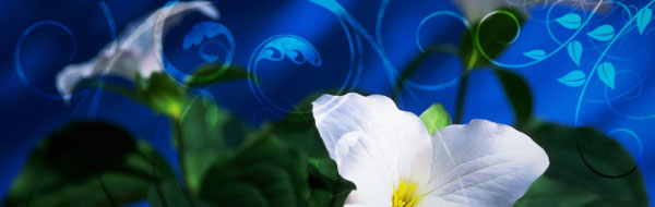 graphic-lilies-blue.jpg