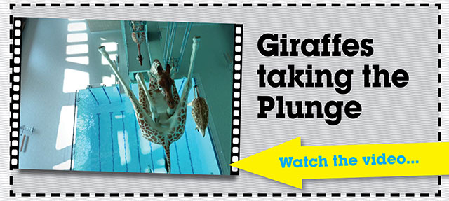 Giraffes taking the plunge