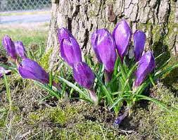 crocus