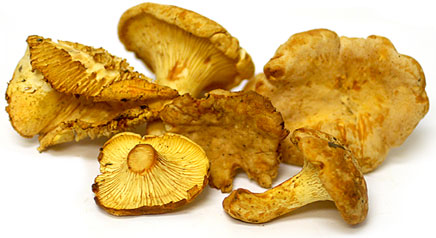 chantrelles