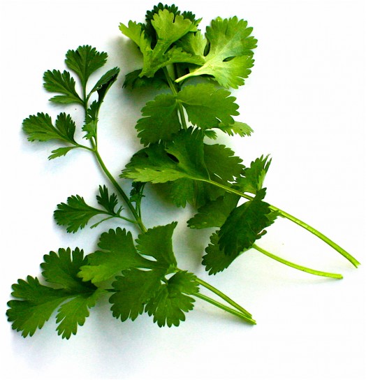 cilantro