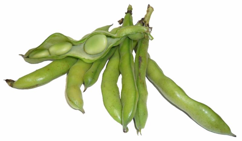 favabeans