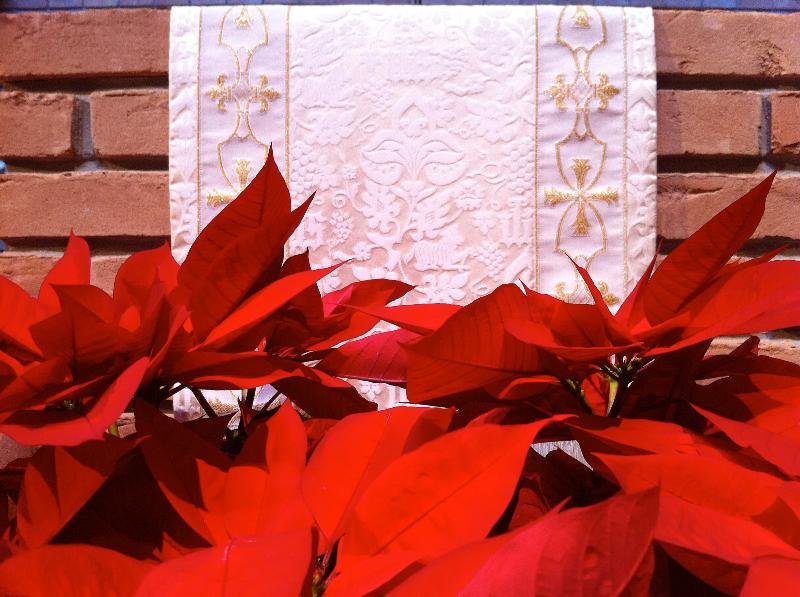 poinsettias