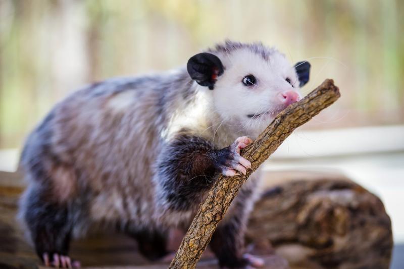 Opossum
