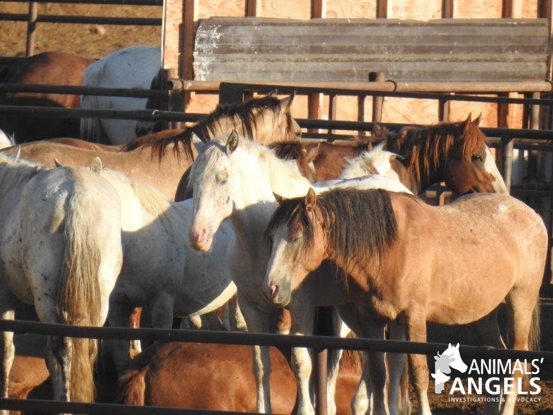 News Release Spotlight on Canadian Horse Slaughter Pipeline
