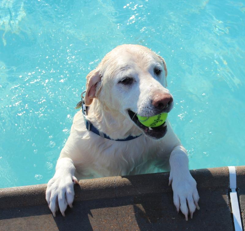 Dog Days