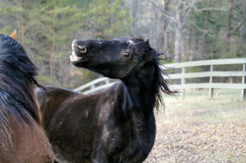 this tennessee walker isn t happy with the actions of his pasture mate.