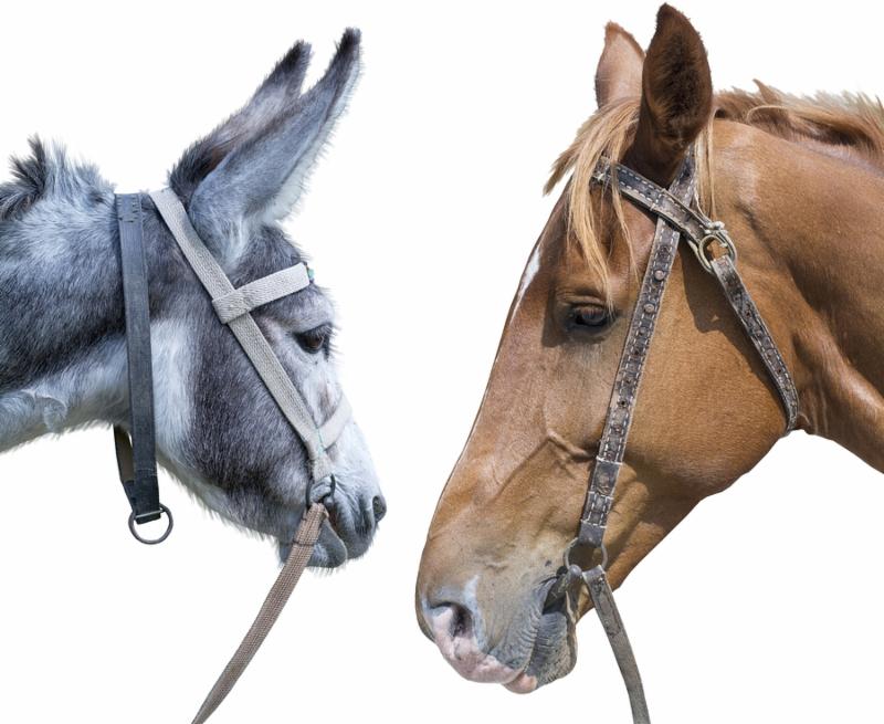 horse head against a head of a donkey on the white background