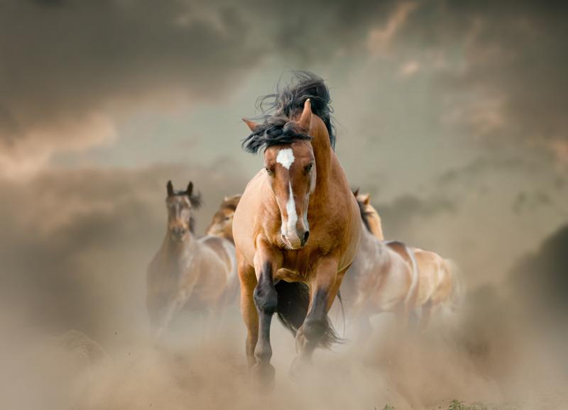 horses in dust running wild, horizontal image