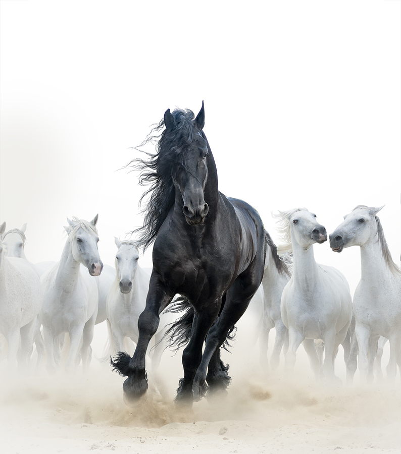 Concept  Black frisian stallion running with the herd of white horses on the background