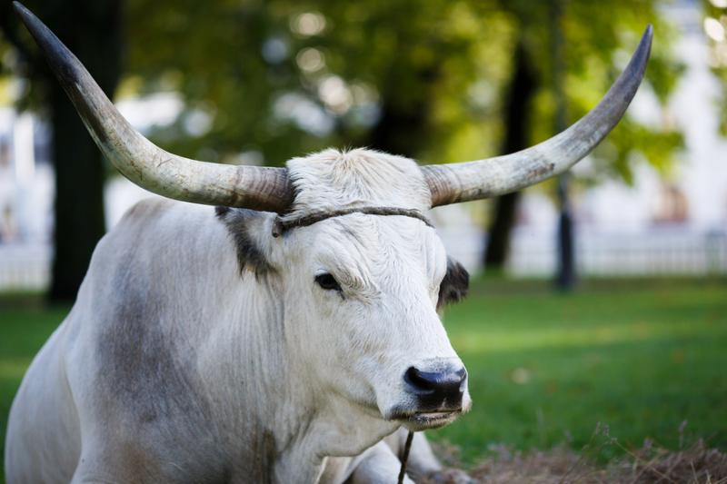 Portrait of Ox on Agricultural exhibition near the Castle Vajdahunyad in Budapest
