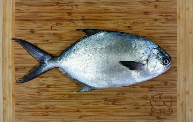Fresh Pompano