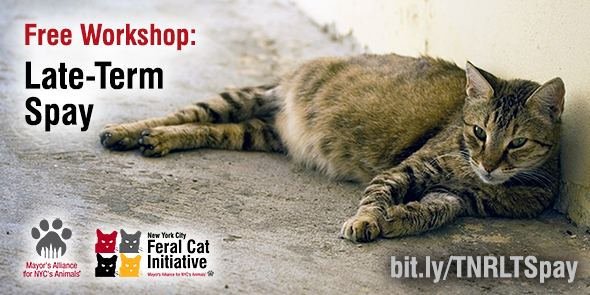 Free Workshop_ Late-Term Spay