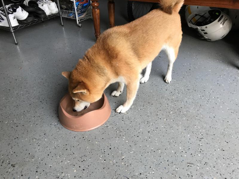 aca update lost found dog 7 13 17