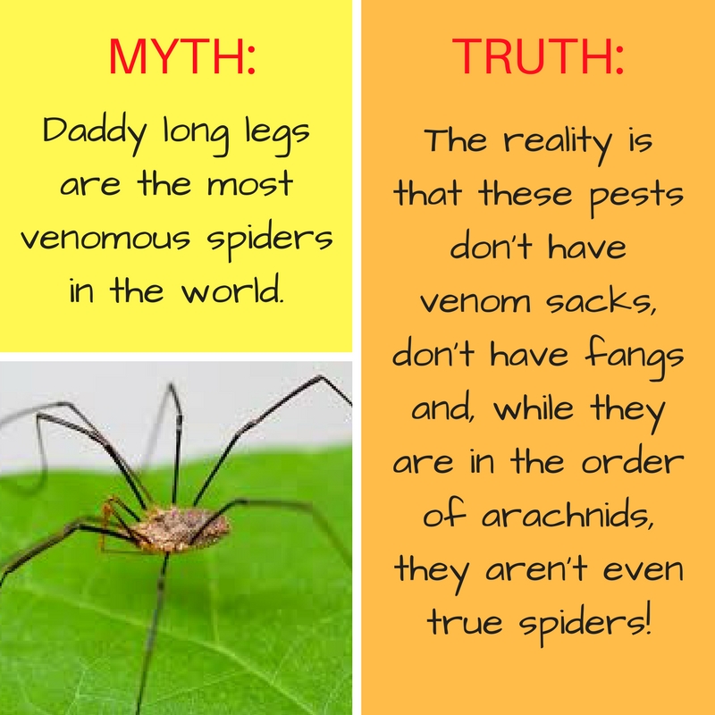 Are daddy long legs poisonous_