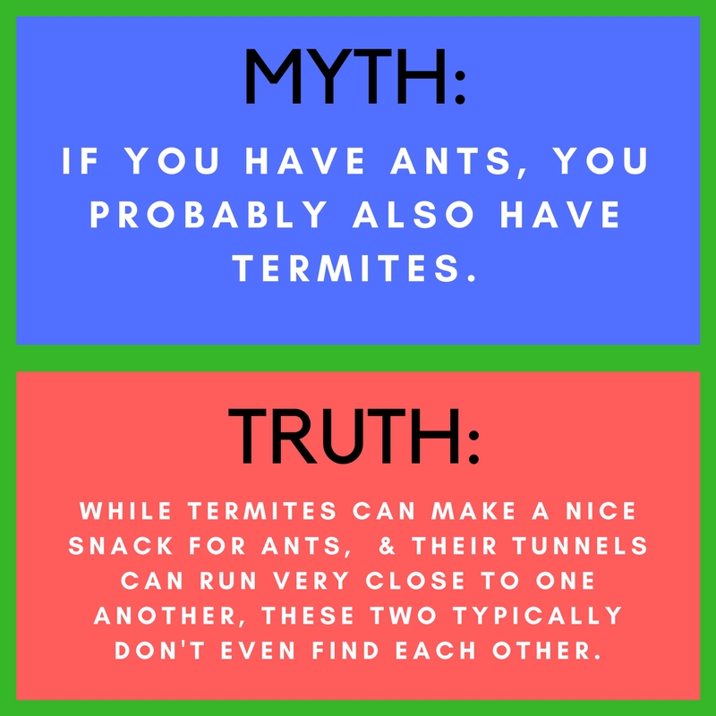 Ants _ Termites_