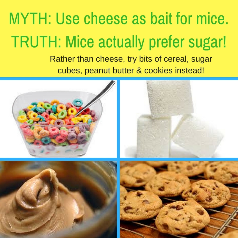 Best Bait for Mice
