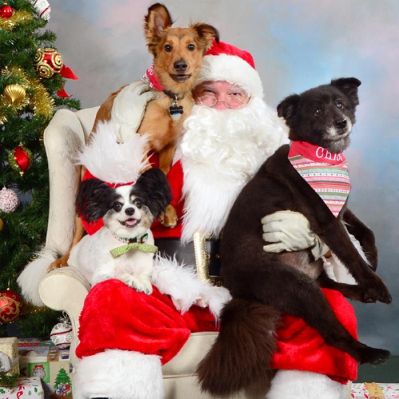 ccsc pet wiith santa