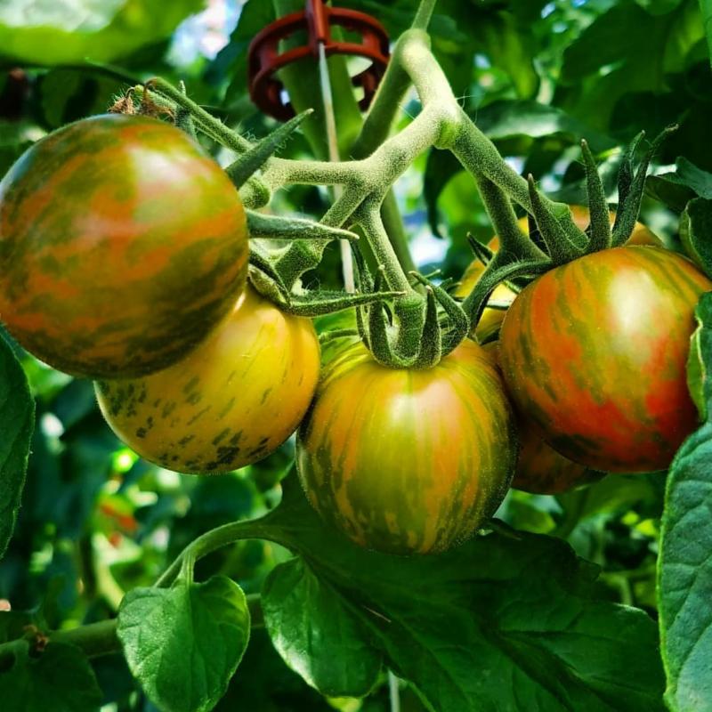 groundwork harvest