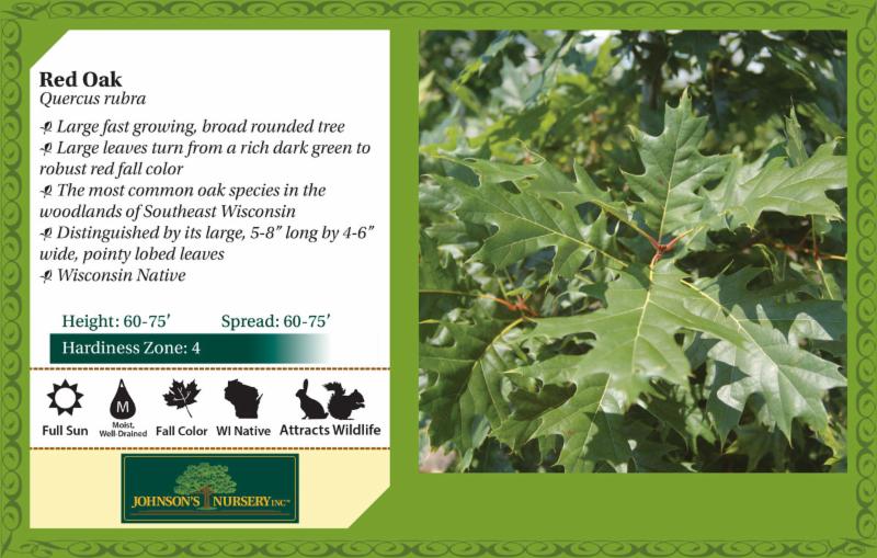 Wisconsin S Native Oaks Red Oak Warning Poetic License Has Most Definitely Been Taken With A Red Rose By Robert Burns