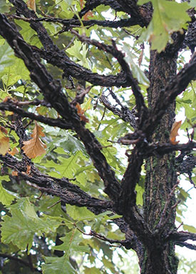 Wisconsin S Native Oaks Red Oak If I Could Have Only One Tree In My Yard Here Southern Wisconsin It Would Be A Bur Oak To Me Is The That Defines Our Area