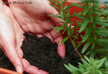 CYF garden hands in dirt