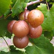 Darlene muscadine thumb