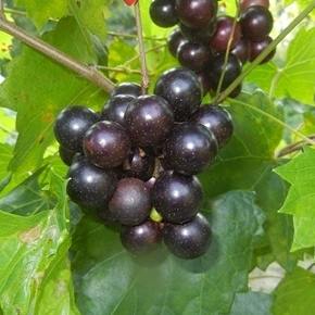 ison muscadine