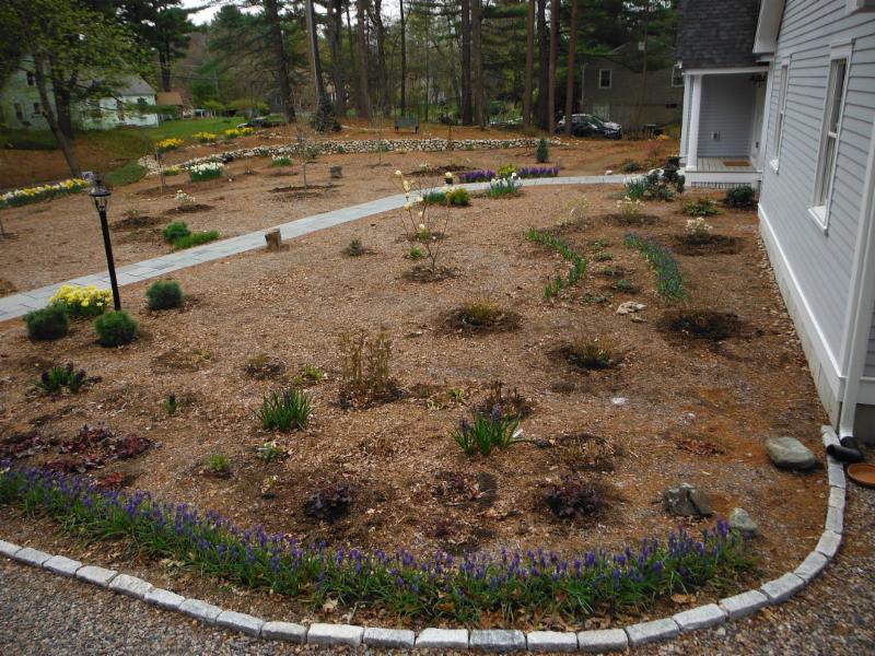 The part of our property that is not wetlands - roughly half an acre - is a grass-free site 