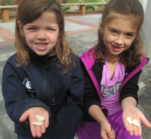 Quincy Kindergarteners dissect seeds