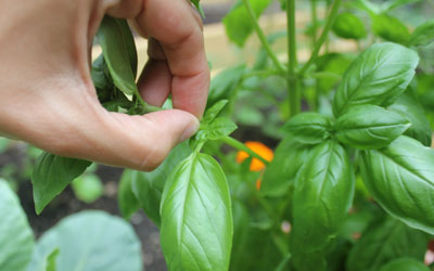 pinch back herbs to promote bushier growth