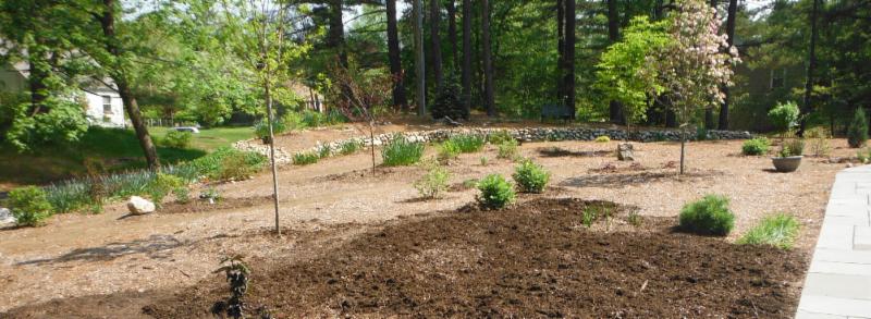The dark area in front is where compost has been added under the mulch