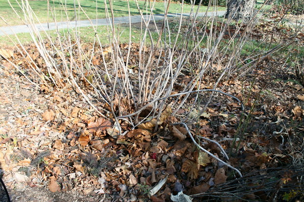 Don_t be in a hurry to rake the leaves that collect under the shrubs