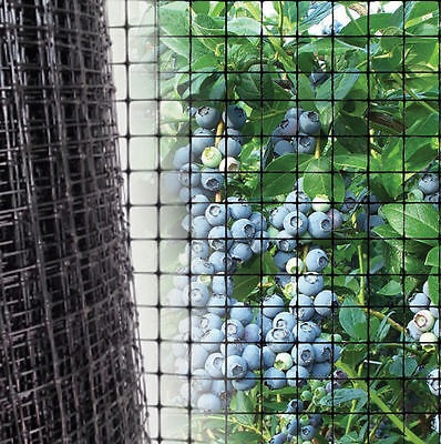 Net your blueberries and raspberries before they ripen