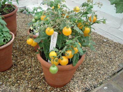 A pot of bite-sized tomatoes grown in a sunny area is the ideal way to convince kids that the best foods are eaten warm