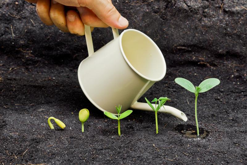 hand watering plants growing in sequence of seed germination on soil, evolution concept