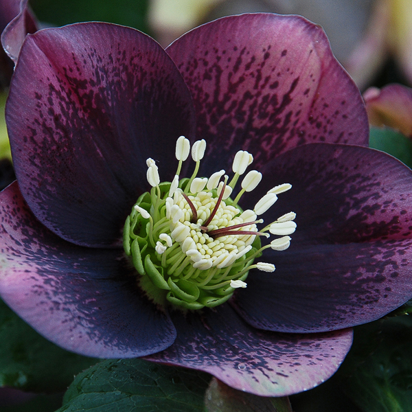 Helleborus Winter Thriller_ Grape Galaxy