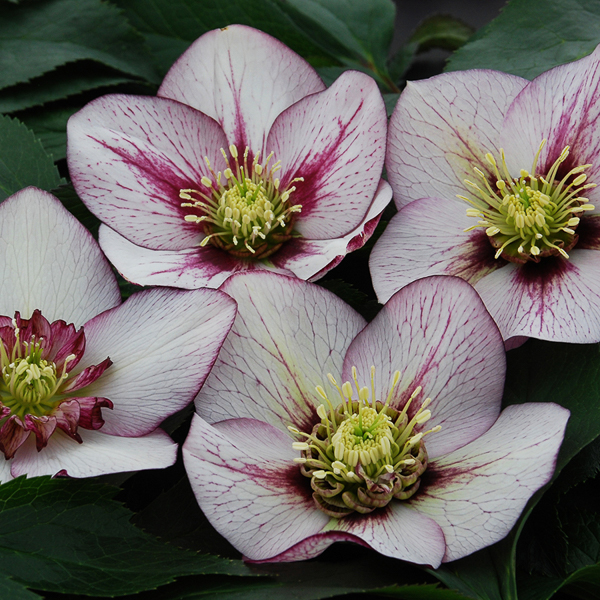 Helleborus Winter Thriller_ Pink Fizz
