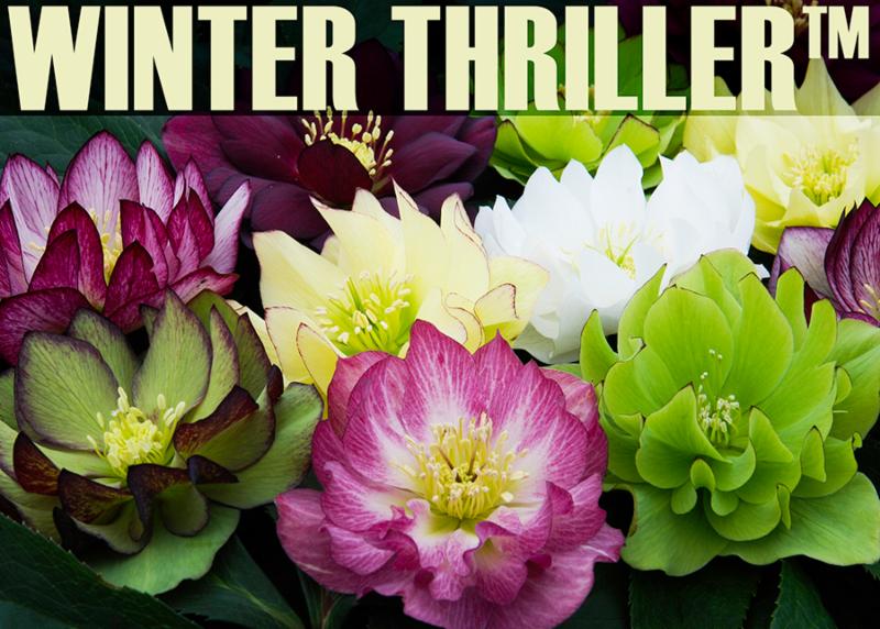 Helleborus Winter Thriller_ Fluffy Ruffles