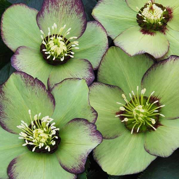 Helleborus Winter Thriller_ Green Gambler