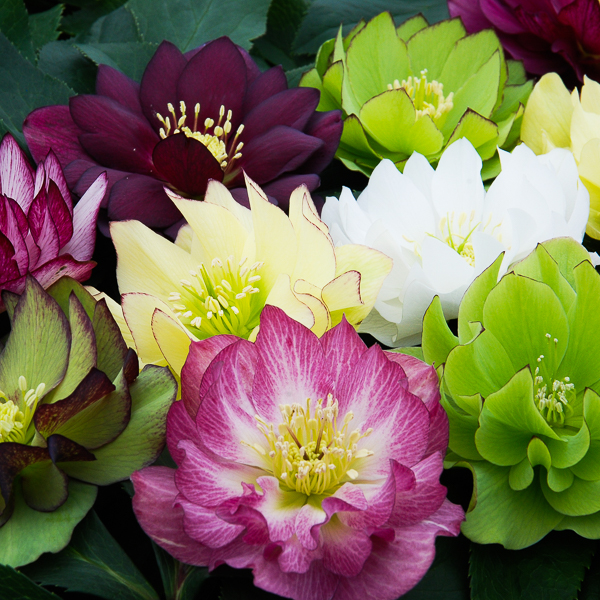 Helleborus Winter Thriller_ Fluffy Ruffles